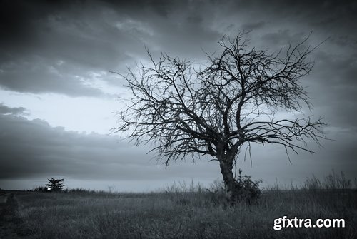 Collection dead dry trees on different backgrounds desert field swamp 25 HQ Jpeg