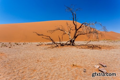 Collection dead dry trees on different backgrounds desert field swamp 25 HQ Jpeg