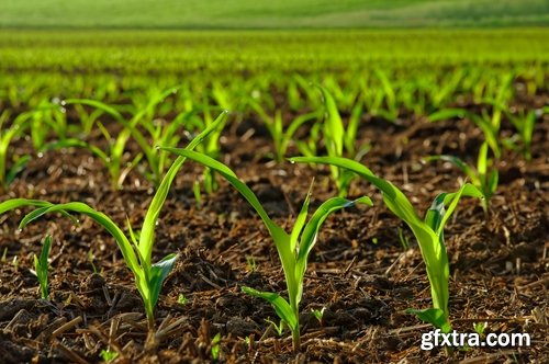 Collection farming seeding plants sprout earth bed 2-25 HQ Jpeg