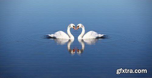 White swans