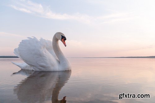 White swans