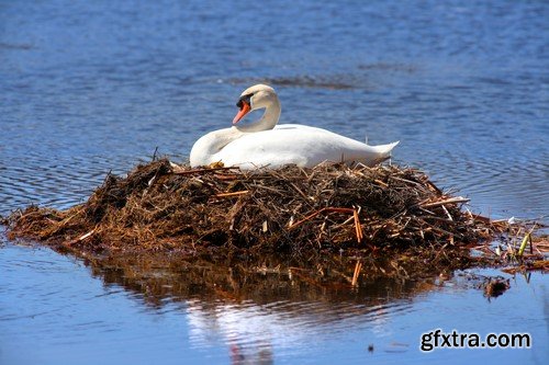 White swans