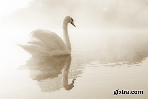 White swans