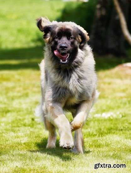 Stock Photos - Dogs Running