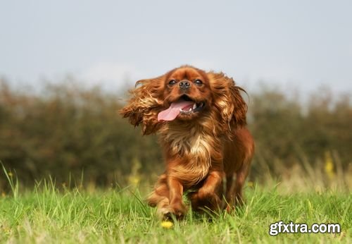 Stock Photos - Dogs Running