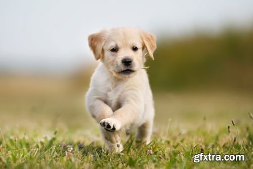 Stock Photos - Dogs Running