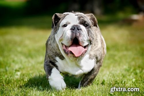 Stock Photos - Dogs Running