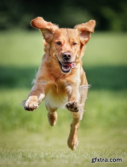 Stock Photos - Dogs Running