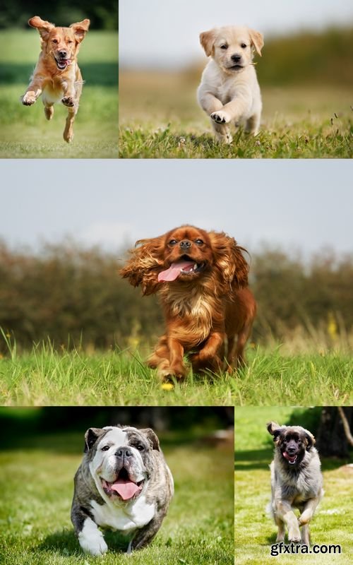 Stock Photos - Dogs Running