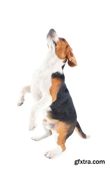 Stock Photos - Beagle Dog Isolated on White