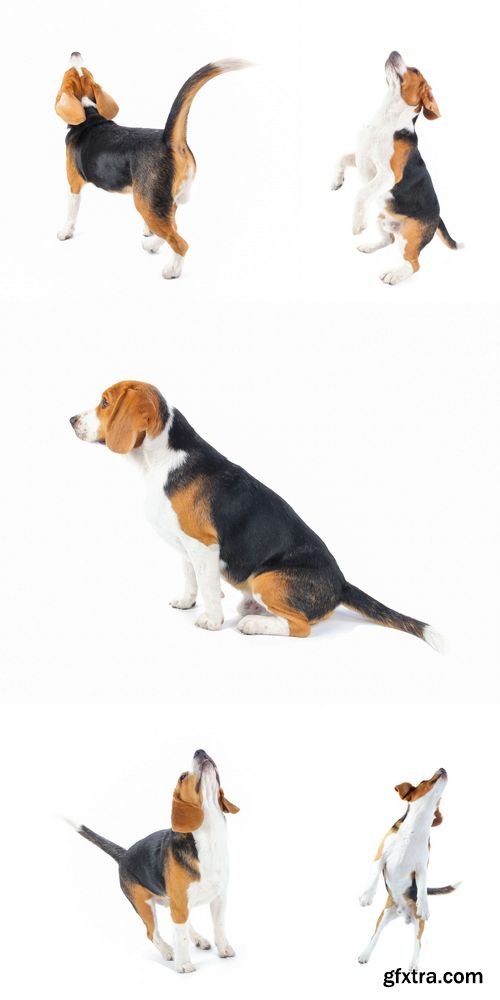 Stock Photos - Beagle Dog Isolated on White