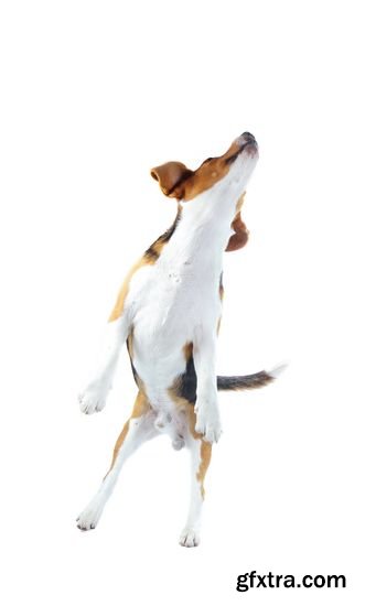 Stock Photos - Beagle Dog Isolated on White