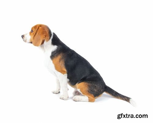 Stock Photos - Beagle Dog Isolated on White