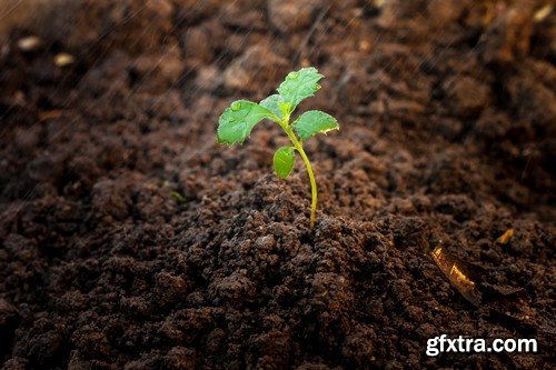 Stock Photos - Growing plants, 25xJPG