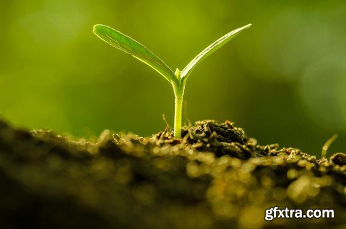 Stock Photos - Growing plants, 25xJPG