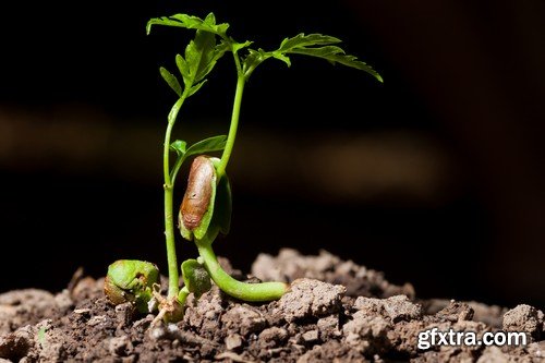 Stock Photos - Growing plants, 25xJPG