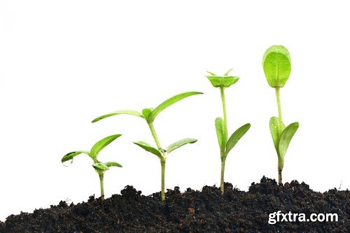 Stock Photos - Growing plants, 25xJPG