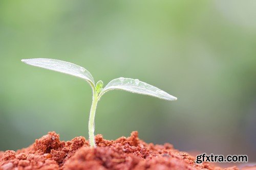 Stock Photos - Growing plants, 25xJPG