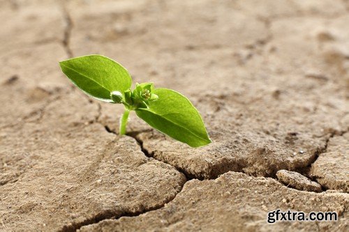 Stock Photos - Growing plants, 25xJPG