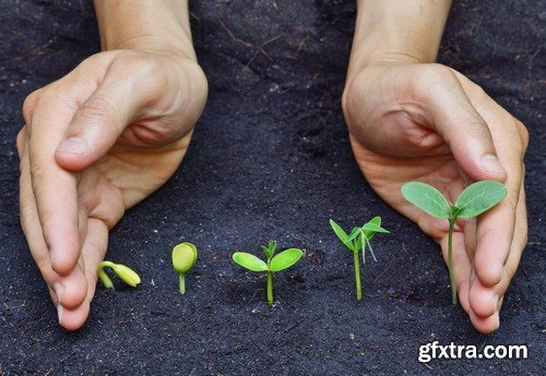 Stock Photos - Growing plants, 25xJPG