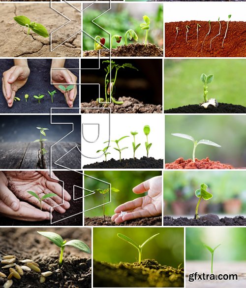 Stock Photos - Growing plants, 25xJPG