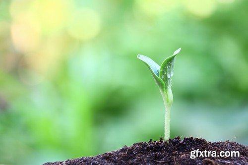 Stock Photos - Growing plants, 25xJPG