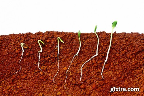 Stock Photos - Growing plants, 25xJPG