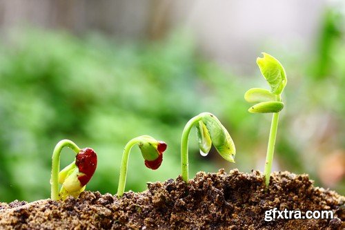 Stock Photos - Growing plants, 25xJPG