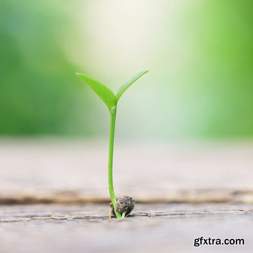 Stock Photos - Growing plants, 25xJPG