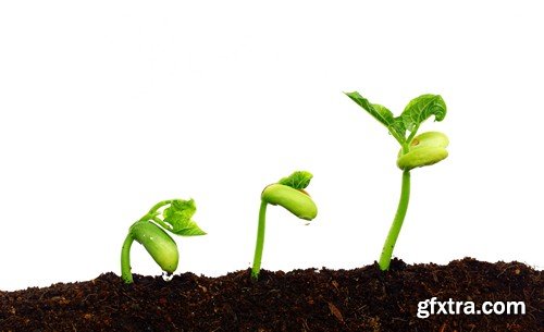 Stock Photos - Growing plants, 25xJPG