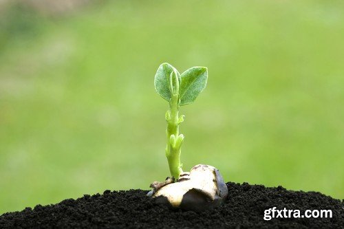 Stock Photos - Growing plants, 25xJPG