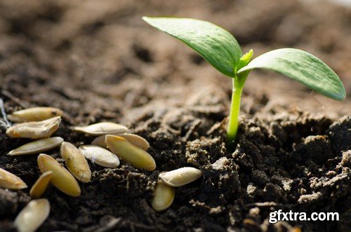 Stock Photos - Growing plants, 25xJPG