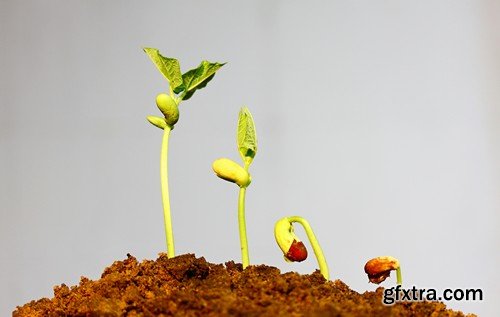 Stock Photos - Growing plants, 25xJPG