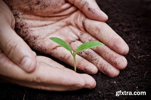 Stock Photos - Growing plants, 25xJPG