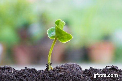 Stock Photos - Growing plants, 25xJPG