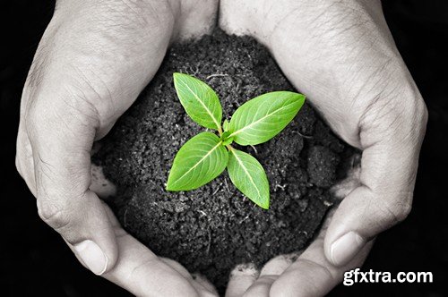 Stock Photos - Growing plants, 25xJPG