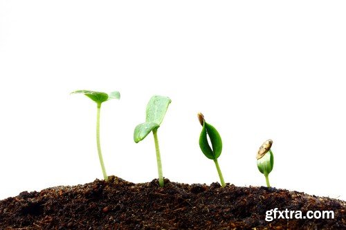 Stock Photos - Growing plants, 25xJPG