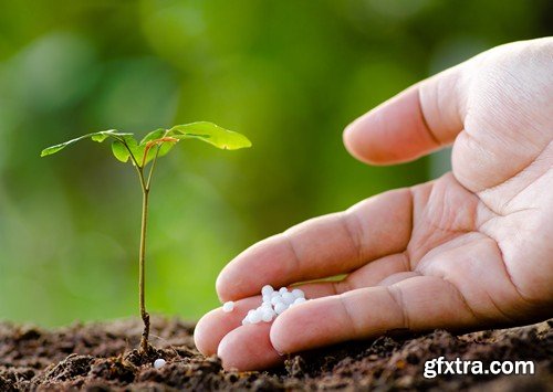 Stock Photos - Growing plants, 25xJPG