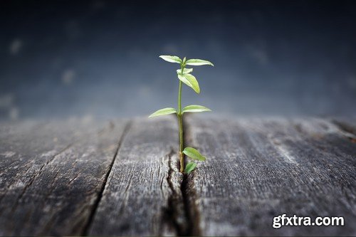 Stock Photos - Growing plants, 25xJPG