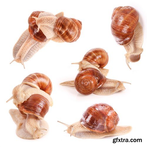 Stock Photos - Snail, 25xJPG