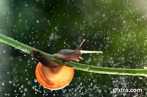 Stock Photos - Snail, 25xJPG