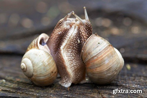 Stock Photos - Snail, 25xJPG