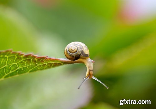 Stock Photos - Snail, 25xJPG