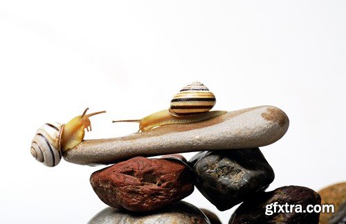 Stock Photos - Snail, 25xJPG