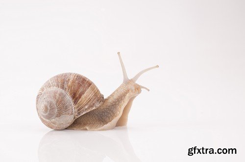 Stock Photos - Snail, 25xJPG