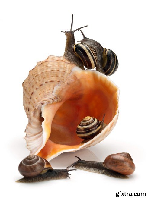 Stock Photos - Snail, 25xJPG