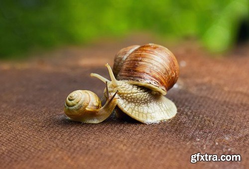 Stock Photos - Snail, 25xJPG