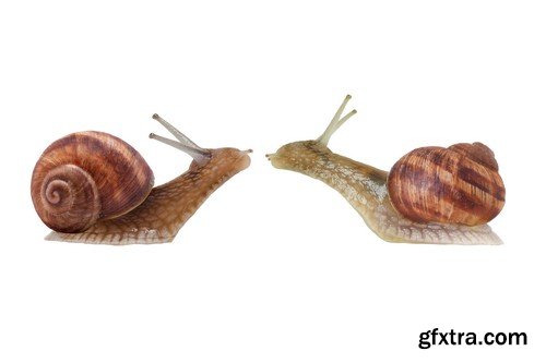 Stock Photos - Snail, 25xJPG