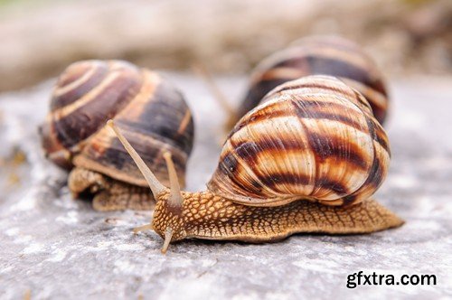 Stock Photos - Snail, 25xJPG