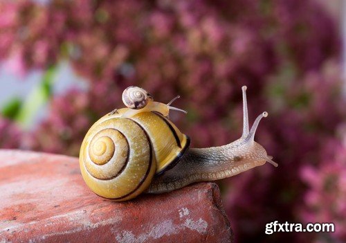 Stock Photos - Snail, 25xJPG